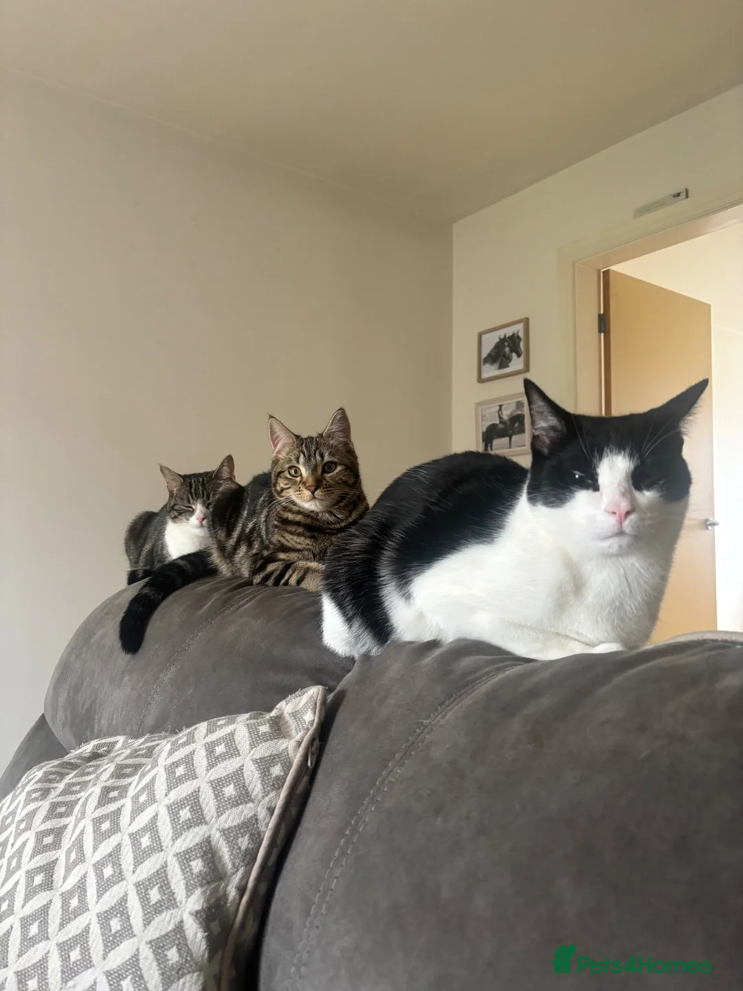 Mixed Breed cats for sale: bonded trio to go together in Huddersfield - Advert 2