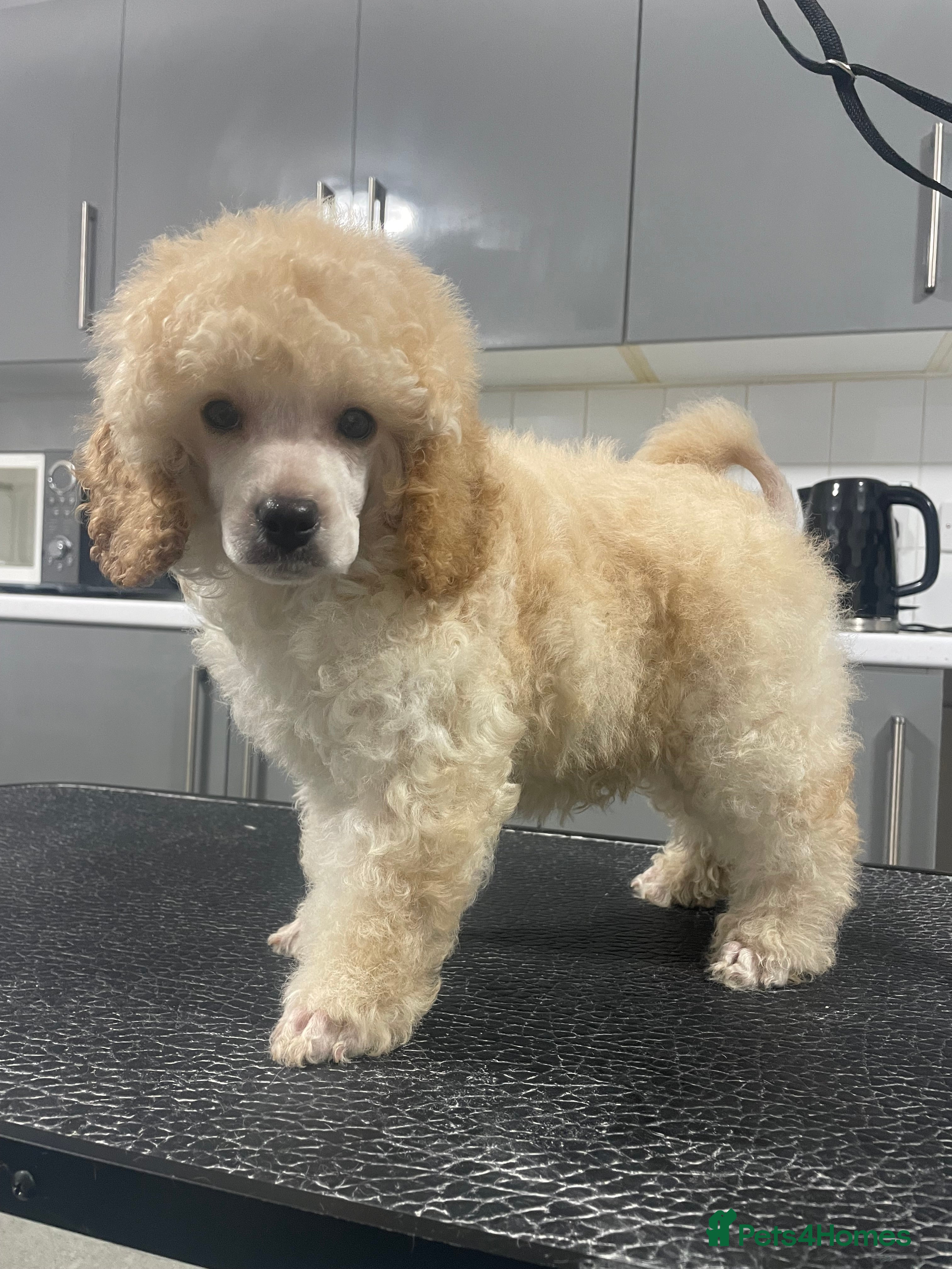 Miniature Poodle dogs Gorgeous mini poodle puppy  - Advert 5
