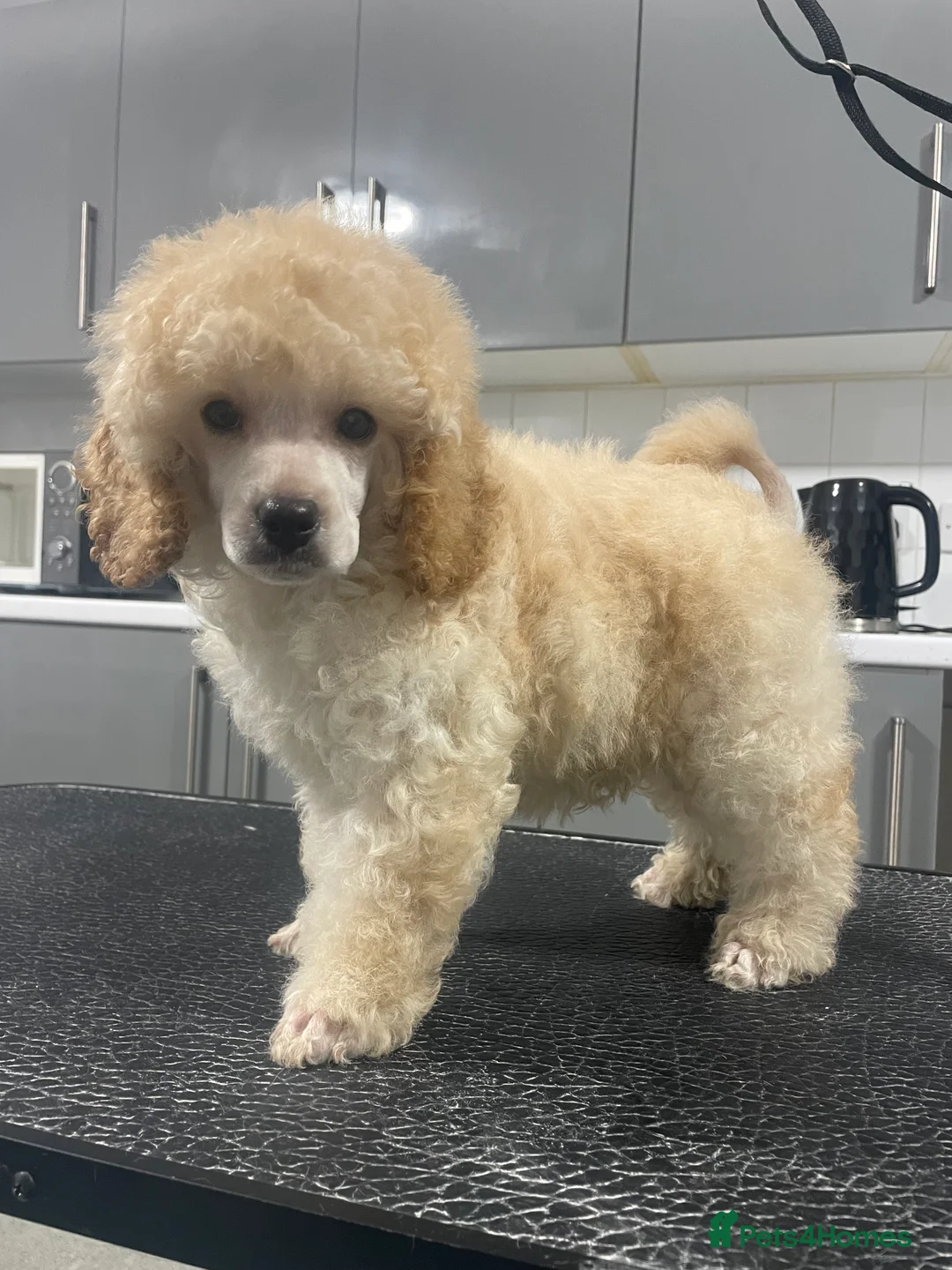 Miniature Poodle dogs for sale: Gorgeous mini poodle puppy  - Advert 1