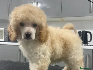 Miniature Poodle dogs Gorgeous mini poodle puppy - Advert 5