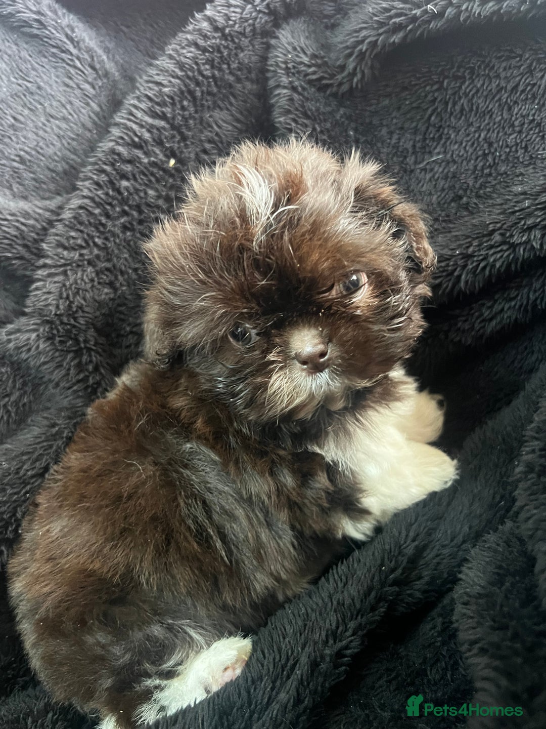 Shih Tzu dogs for sale: Chocolate and cream pedigree shitzu puppy’s - Image 6