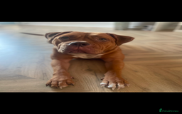 Mixed Breed dogs for sale: Beautiful Girl, sad circumstances  - Advert 1