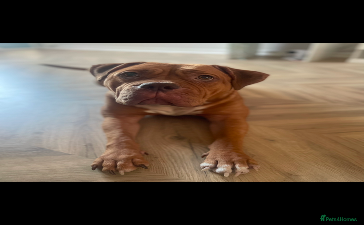 Mixed Breed dogs Beautiful Girl, sad circumstances  - Advert 1