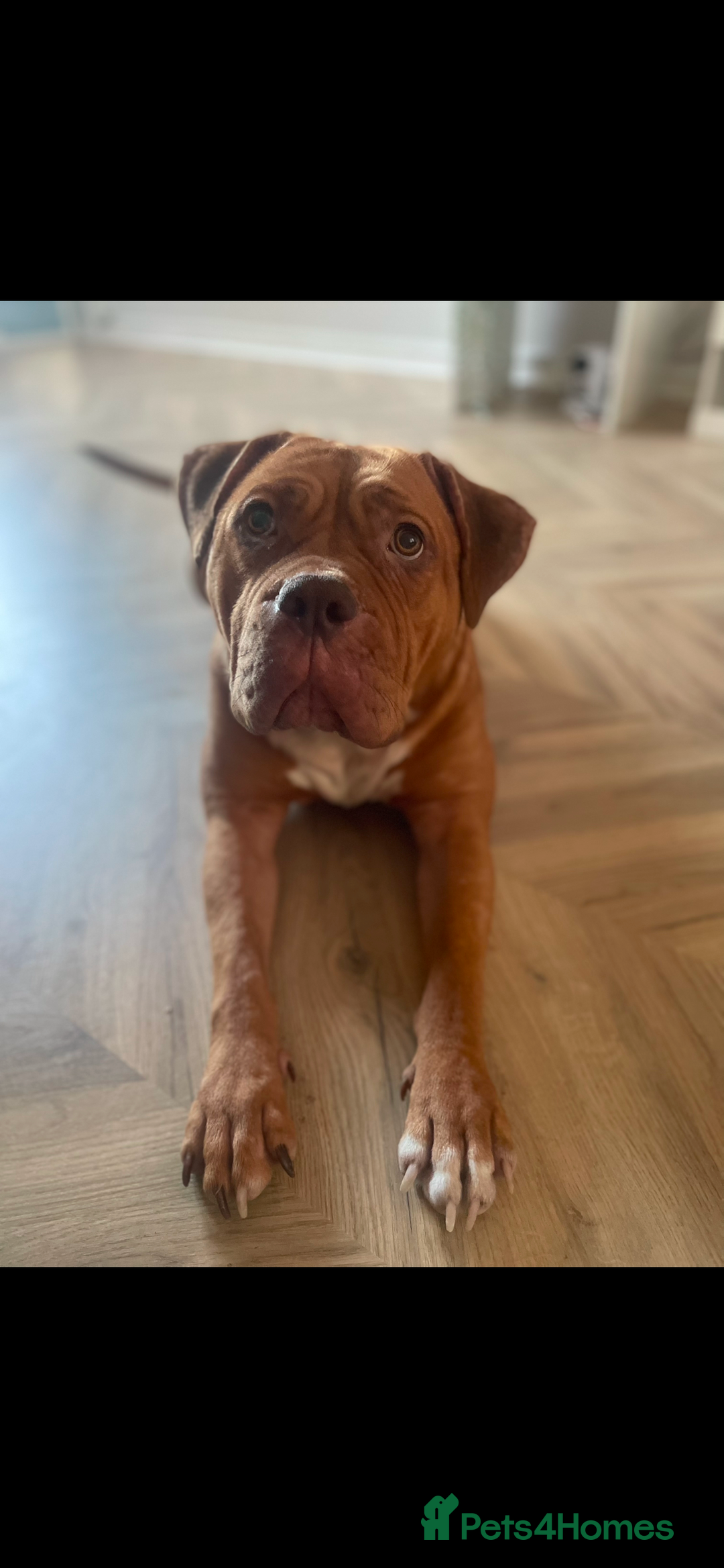 Mixed Breed dogs for sale: Beautiful Girl, sad circumstances  - Advert 1