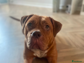 Mixed Breed dogs Beautiful Girl, sad circumstances - Advert 1