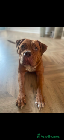 Mixed Breed dogs Beautiful Girl, sad circumstances - Advert 1