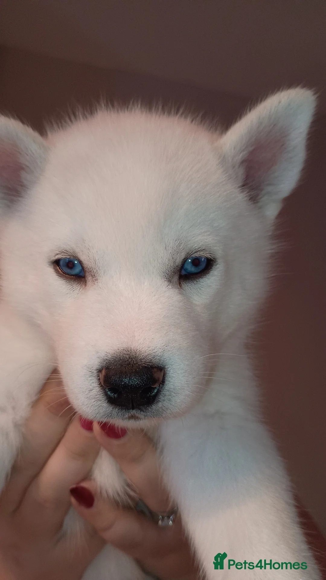 Huskita dogs for sale: 6 huskita puppies  - Advert 3