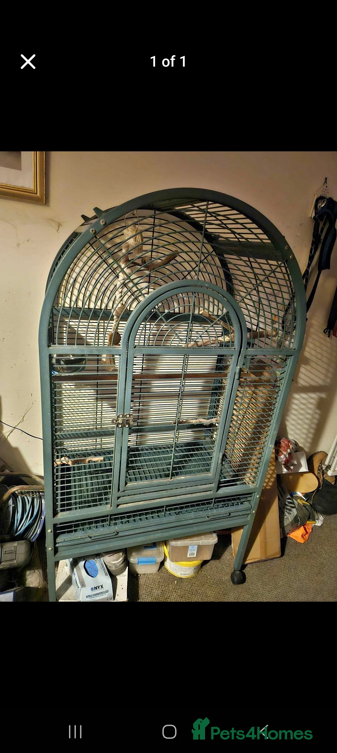 Macaws birds for sale: Hahns macaw and cage - Advert 1