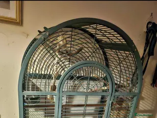 Macaws birds Hahns macaw and cage - Advert 1