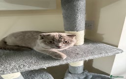 Scottish Fold cats for sale: Scottish Fold - Image 11