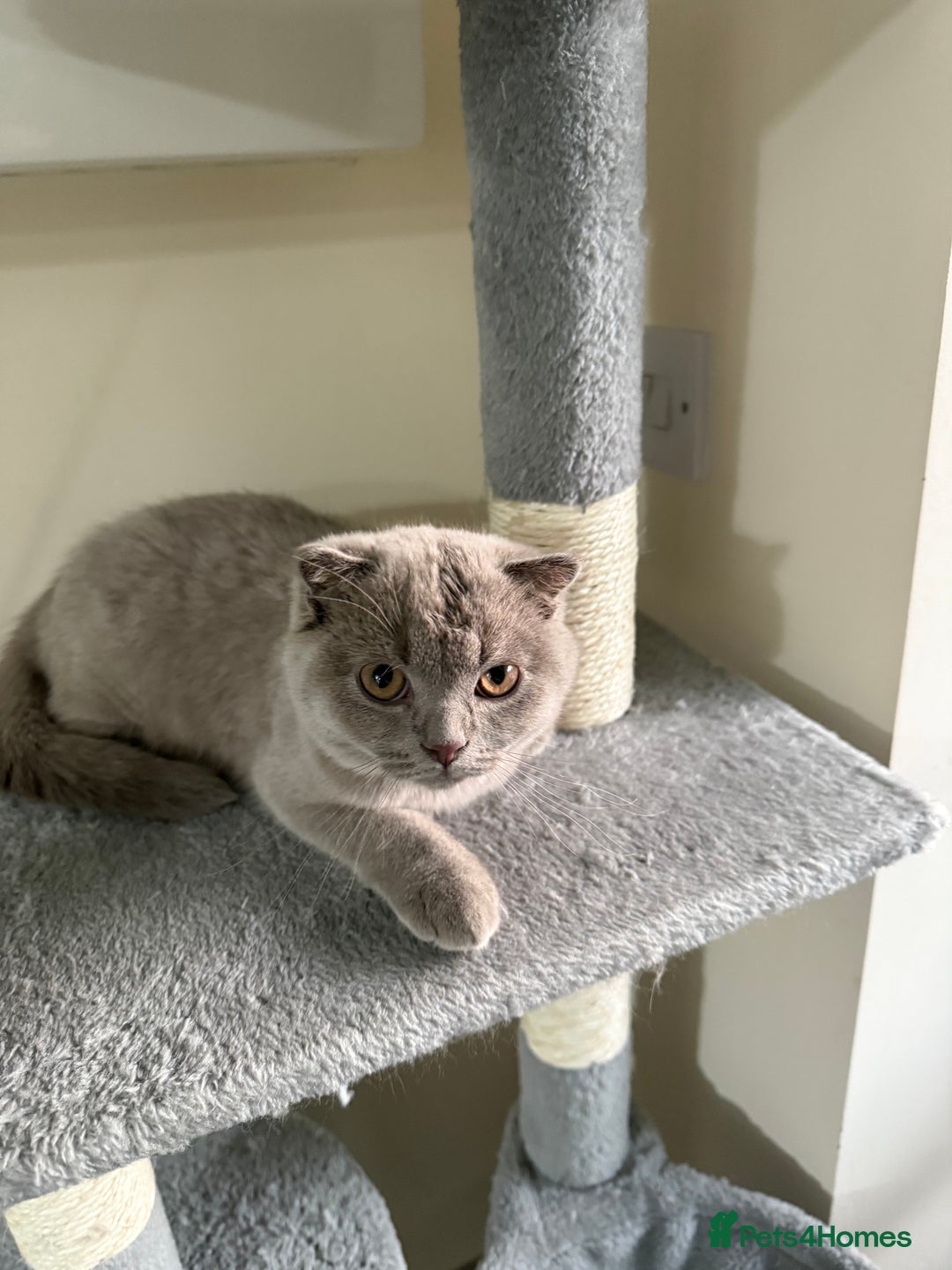 Scottish Fold cats for sale: Scottish Fold - Image 11