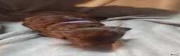 Sprocker dogs for sale: Sprocker puppies  - Advert 8