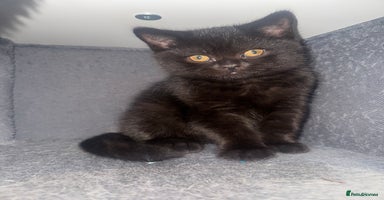 British Shorthair cats Black fluffy Britishort hair  - Advert 2
