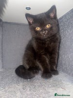 British Shorthair cats Black fluffy Britishort hair - Advert 2