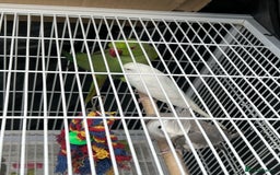 Mixed Breed birds for sale: Female Indian Ringneck,male Cockatiel & hen budgie - Image 8