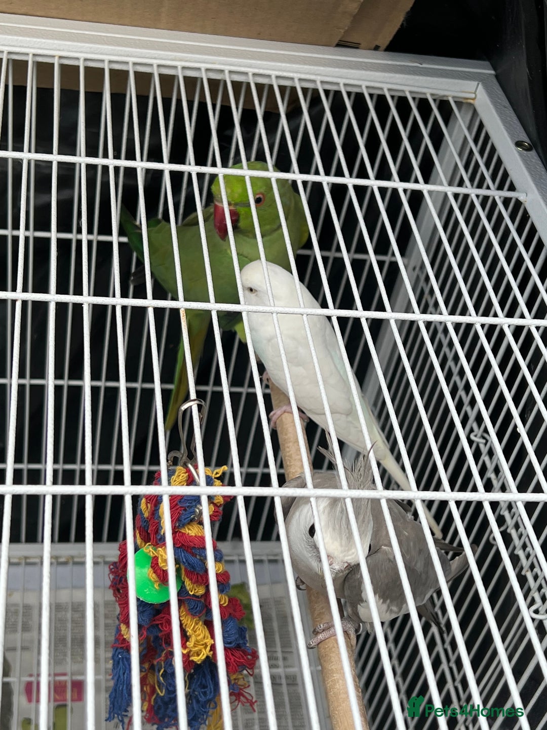 Mixed Breed birds for sale: Female Indian Ringneck,male Cockatiel & hen budgie - Image 8
