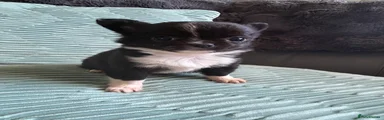 Chihuahua 4 black and white girl