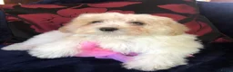 Maltipoo dogs for sale: Maltipoo puppies for sale  - Advert 35