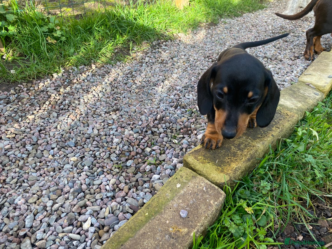 Dachshund dogs for sale: Miniature Dachshund Puppies ⭐️ only two left ⭐️ - Advert 13