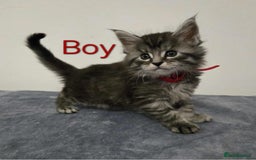 Maine Coon cats for sale: 4 Maine Coon kittens  - Image 7