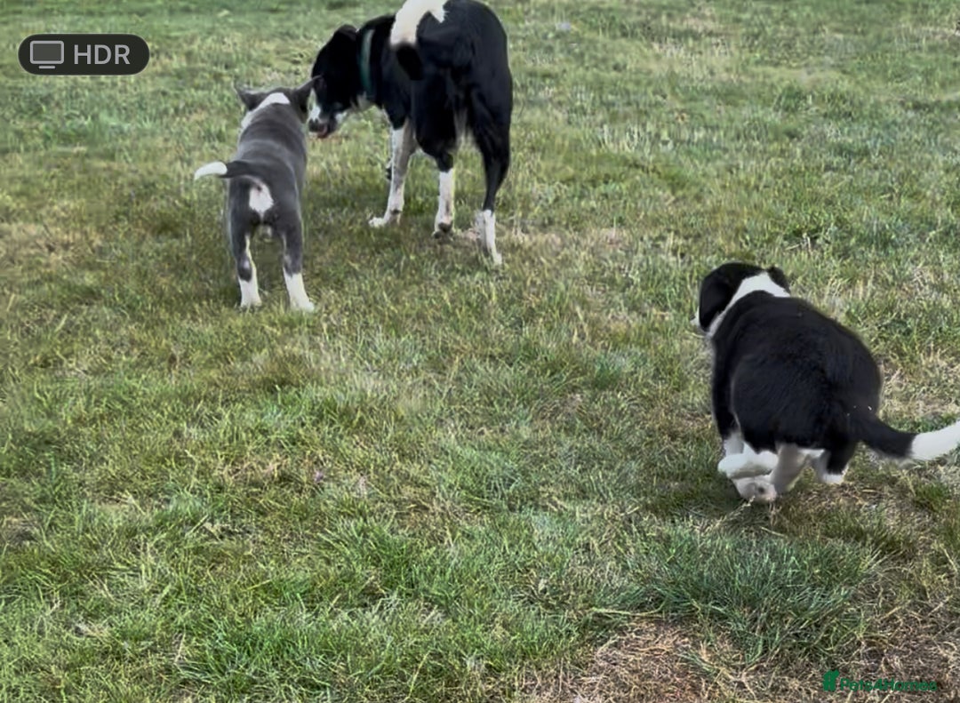 Border Collie dogs for sale: Boarder collie puppies  - Image 6