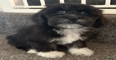 Lhasapoo dogs - Advert 3