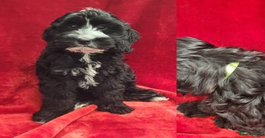 Cockapoo dogs in Mansfield - Advert 8