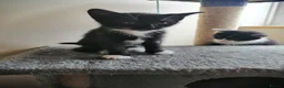 Mixed Breed cats for sale: Kitten - Advert 24