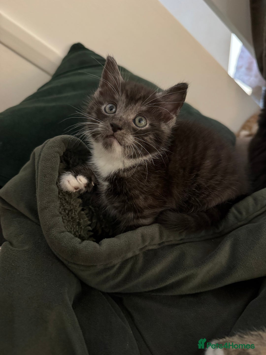 Maine Coon cats for sale: 5 beautiful kittens  - Advert 3