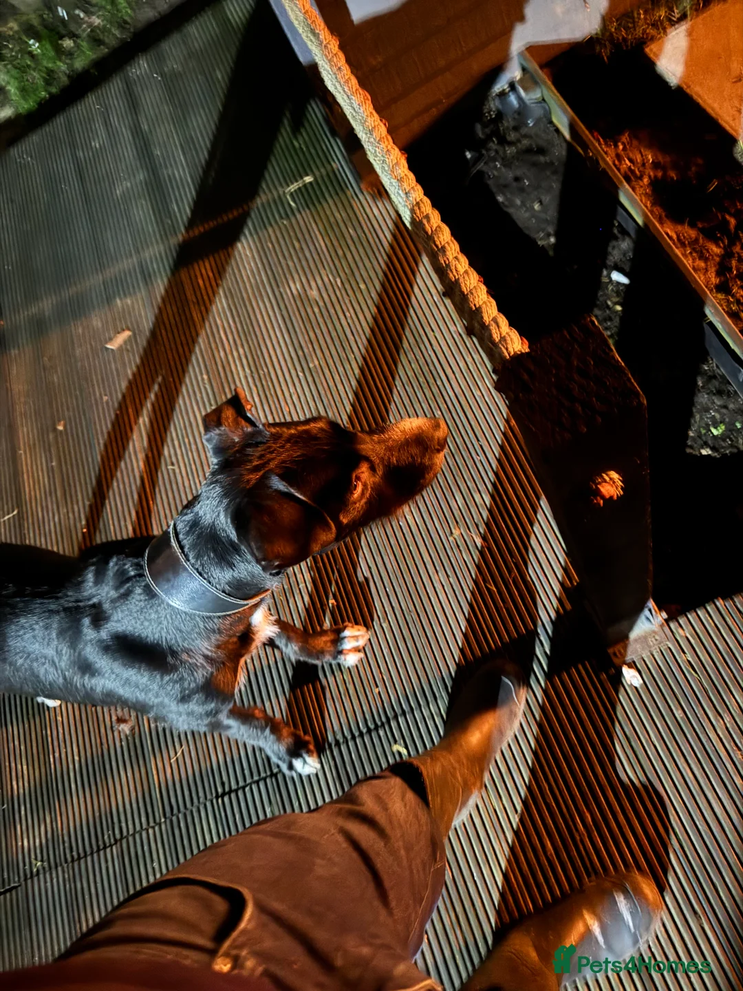 Mixed Breed dogs for sale: 8 month old deer greyhound cross bully greyhound  - Advert 7