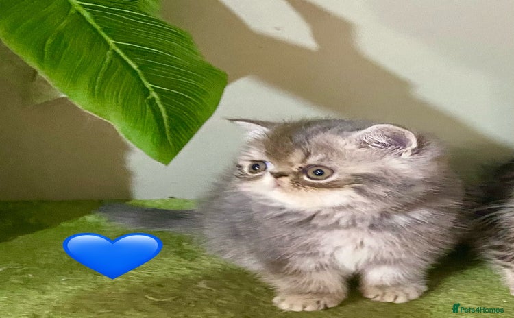 Persian cats - Advert 4