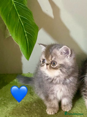 Persian cats - Advert 4