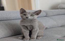 Russian Blue cats for sale: Last Russian Blue girl - Image 4