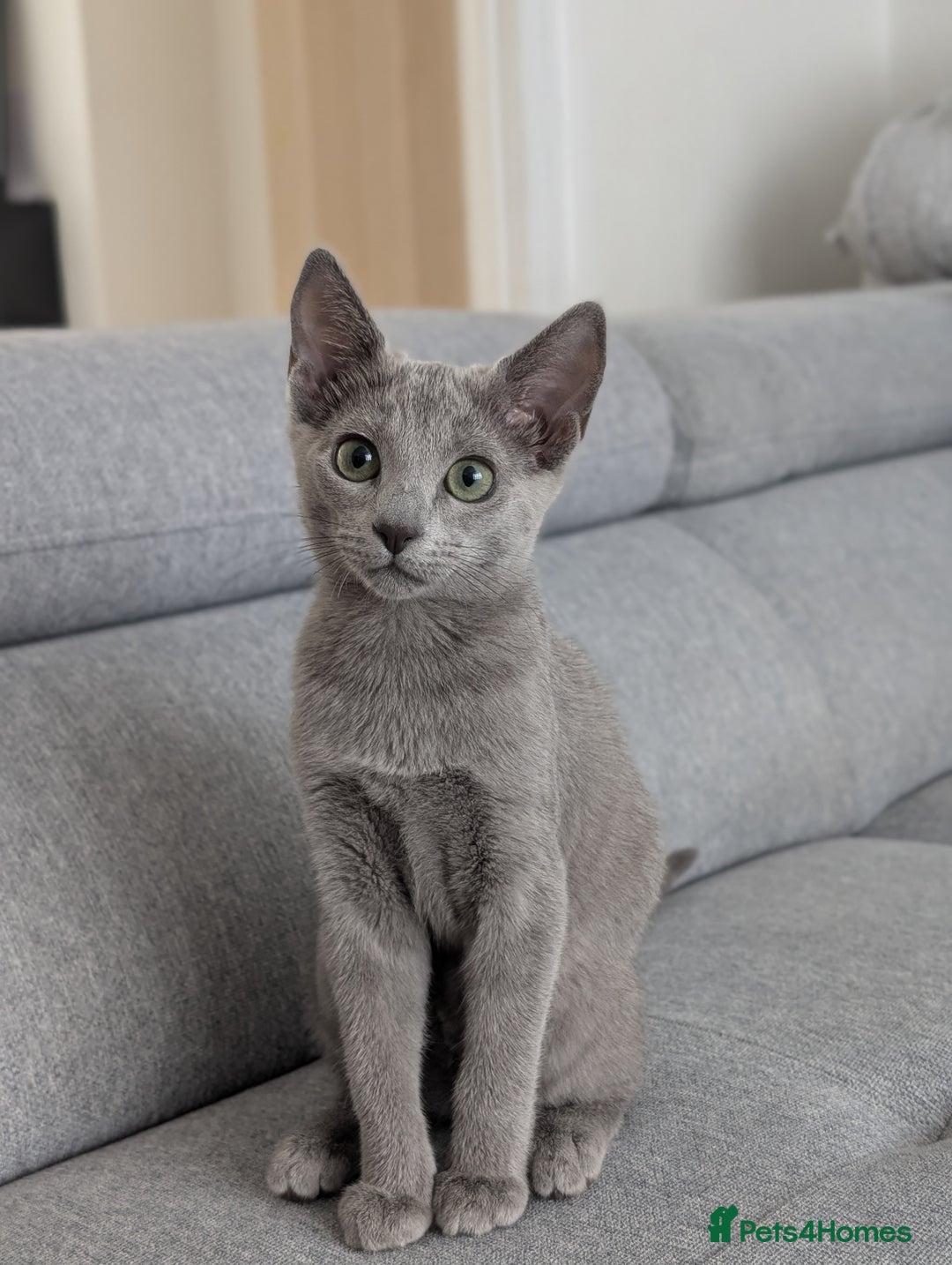 Russian Blue cats for sale: Last Russian Blue girl - Image 4