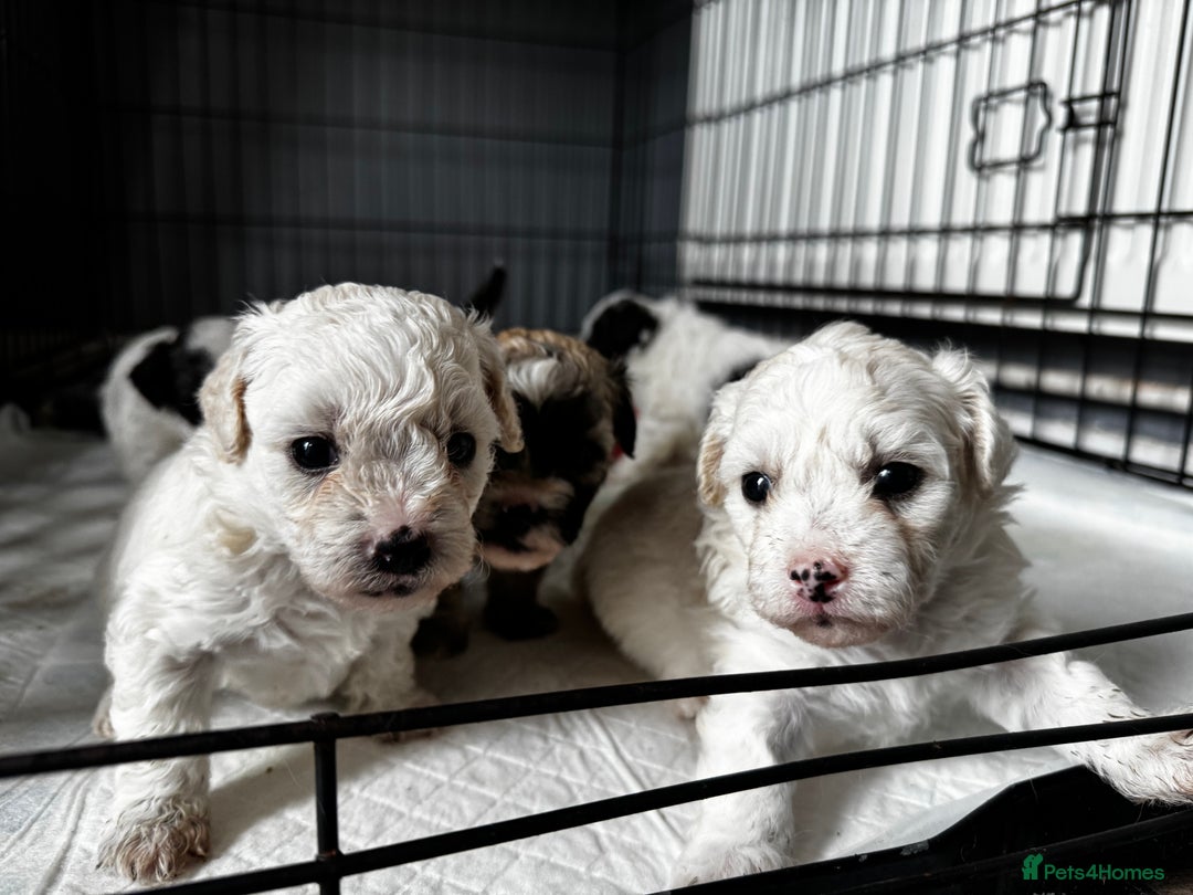 Shichon dogs for sale: 5 beautiful Shichon girls  - Image 6