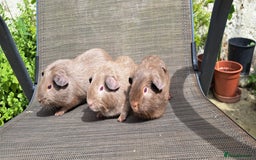 Guinea Pig rodents for sale: Baby boy guineas  - Image 1