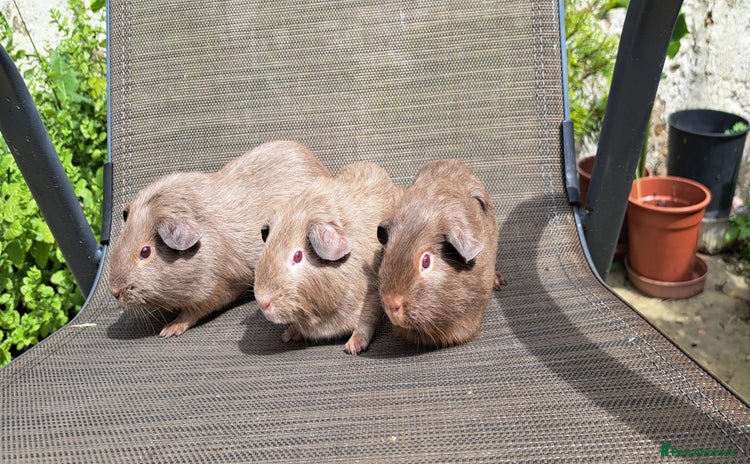 Guinea Pig rodents - Advert 1