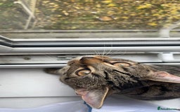 Bengal cats for sale: Bengal X Tabby kitten for sale - Image 6