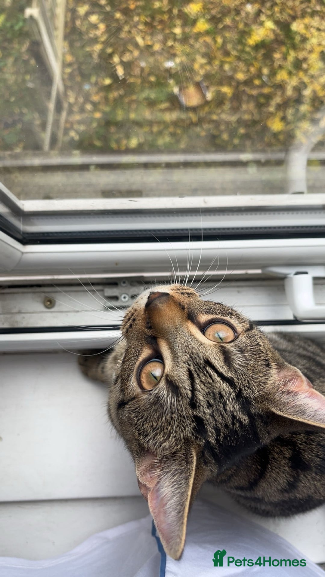 Bengal cats for sale: Bengal X Tabby kitten for sale - Image 6