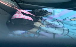 Mixed Breed dogs for sale: 4 month old female - Image 3