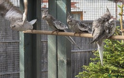 Cockatiels birds for sale: Stunning Young Silver Pearl Cockatiels For Sale - Image 4