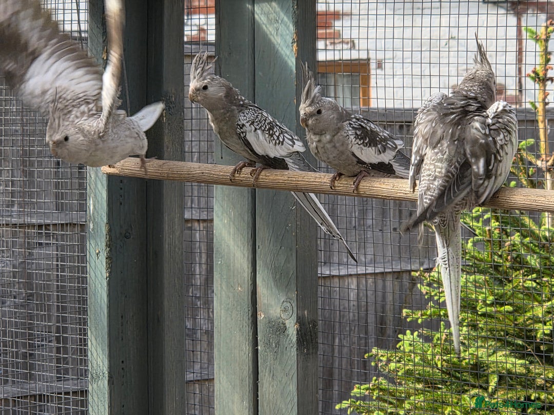 Cockatiels birds for sale: Stunning Young Silver Pearl Cockatiels For Sale - Image 4