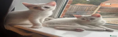 Domestic Shorthair 1