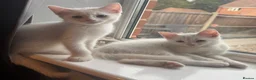 Domestic Shorthair cats for sale: 4 gorgeous kittens looking for their forever homes - Advert 4