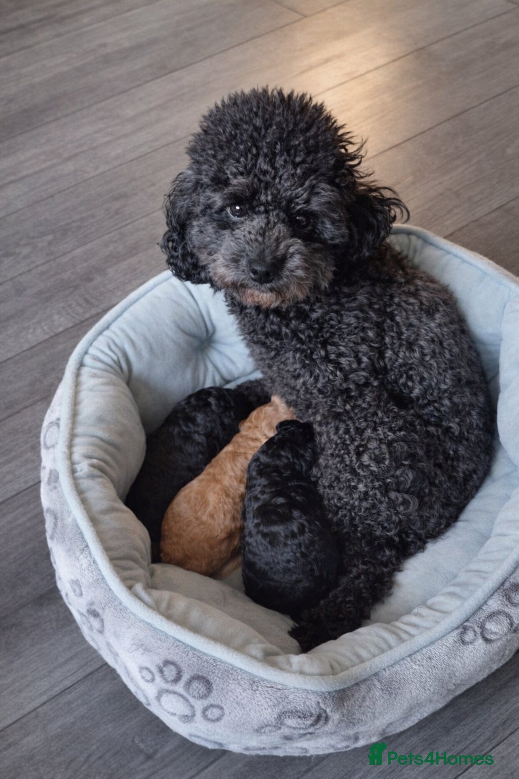 Toy Poodle dogs KC Reg Tiny Toy Poodle Puppies - Advert 2