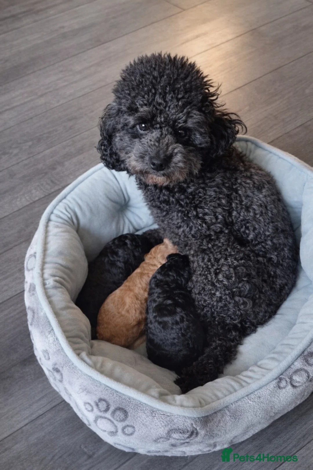 Toy Poodle dogs for sale: KC Reg Tiny Toy Poodle Puppies - Advert 2