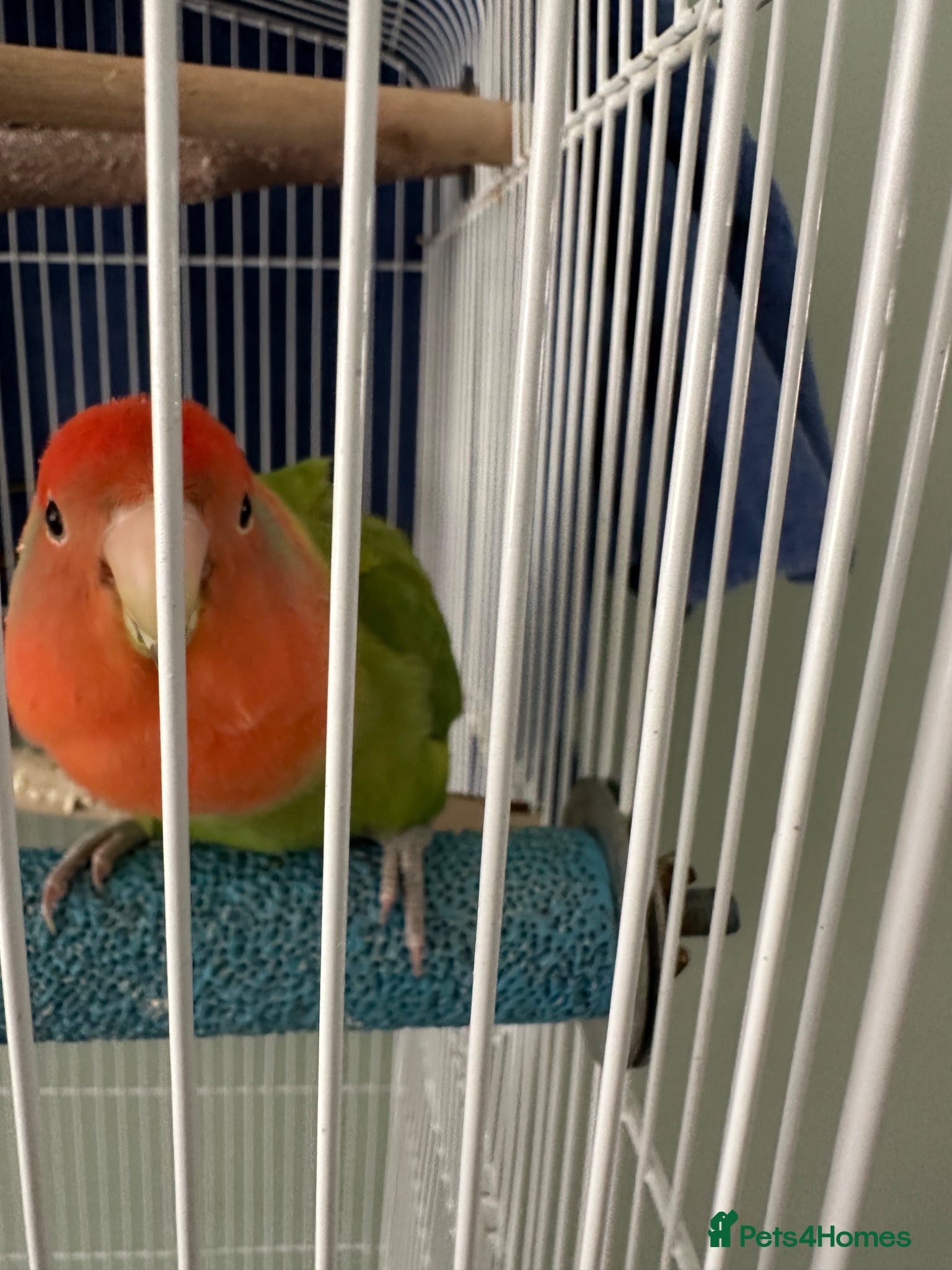 Lovebirds birds Female Lovebird Looking for new mate - Advert 5