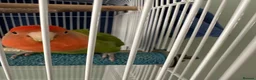 Lovebirds birds for sale: Female Lovebird Looking for new mate in Eastleigh - Advert 1