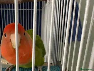 Lovebirds birds Female Lovebird Looking for new mate - Advert 3