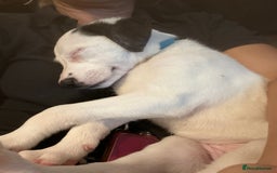 Mixed Breed dogs for sale: Lurcher x wiggy pups - Image 17